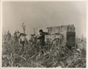 Photo of husking corn 1910